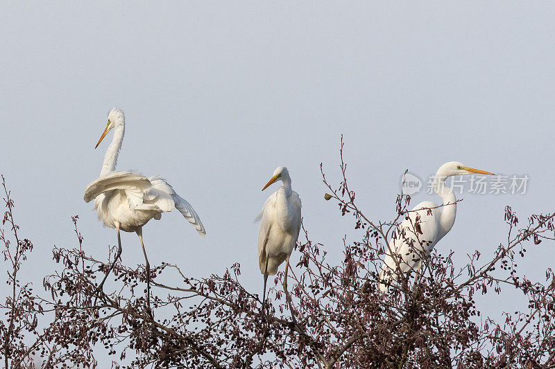 三只大白鹭(Ardea alba)在树上休息